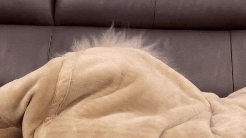 cuteanimalland giphyupload GIF