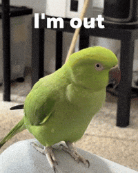 Bird Leaving GIF