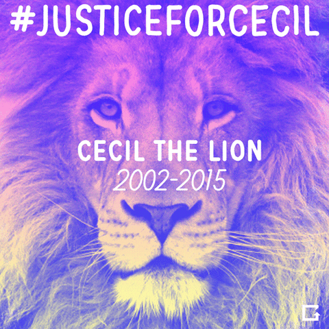 cecil the lion GIF by gifnews
