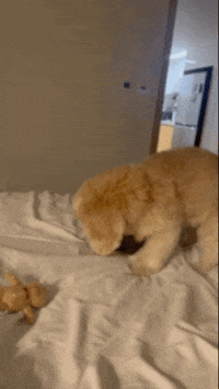 lulu__mix cute dog 강아지 던져 GIF