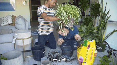 tyleroakley giphyupload flower youtube house GIF