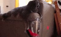 Cat GIF by mammamiacovers