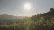 Napa Valley GIF by Hertelendy Vineyards
