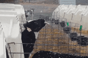 tingtinglu giphyupload GIF