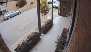 Pair of Deer Takes Early Morning Stroll Through Sydney Suburb