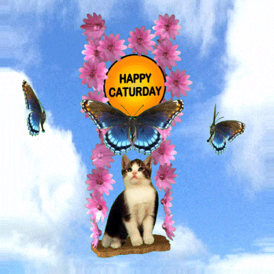 Kitten Saturday GIF