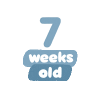 7 Weeks Old Sticker by westeggpress