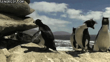 Penguins Falling GIF