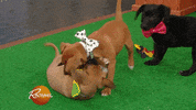 happy dog GIF by Rachael Ray Show