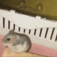 Hamster Slow-mo laugh