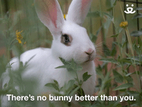 There's No Bunny Better Than You