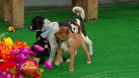 happy dog GIF by Rachael Ray Show