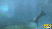Spin Swimming GIF by Brookfield Zoo