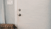 Living Room Rainbow GIF by Surfbort