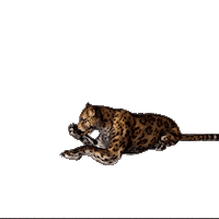 desarrolloterritorialyambiente jaguar sostenible chaco yaguarete Sticker