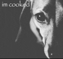 Oh No Dog GIF