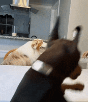Flambothedog dinner dinner date flambo flambothedog GIF