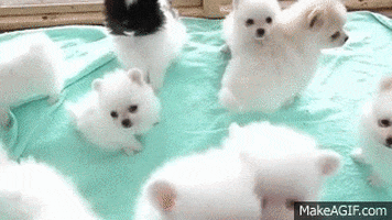 puppies GIF