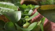 Bbc Plants GIF by PBS