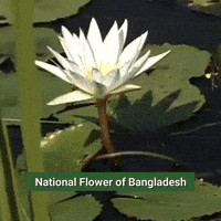 Water Lily Bangladesh GIF