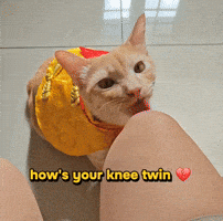 Knee Surgery Cat GIF