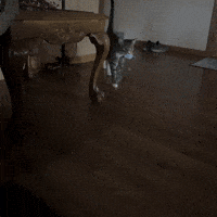 Cat Toy GIF