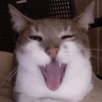 Cat Smile GIF