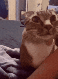 Excuse Me Cat GIF