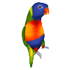 Rainbow Lorikeet Australian Wildlife Sticker by zoopeez
