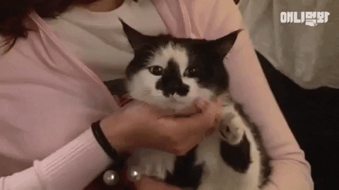 SBSTVAnimal giphygifmaker cats animal tv show GIF