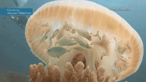 fish jellyfish GIF
