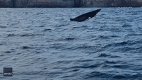 Minke Whale Puts on Jumping Show Off Cork Coast