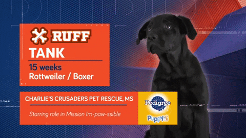 Animal Planet GIF by Puppy Bowl