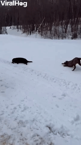 Labradors Slide Down Snowy Hill