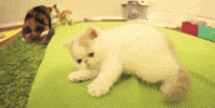 cat GIF