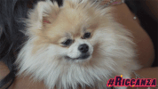 mtv GIF by MTV-Italia
