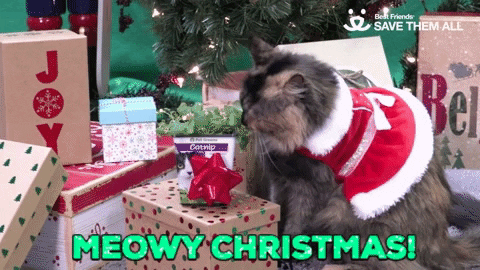 Cat Christmas GIF by Best Friends Animal Society