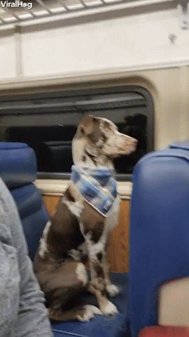 Dog Riding the Train Like a Human