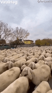 GIF by ViralHog