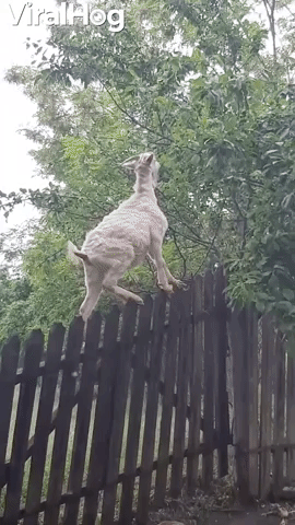 Goat Stands on Fence for Snack