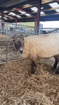 Britain's 'Loneliest Sheep' Settles In at Farm Following Cliff Rescue