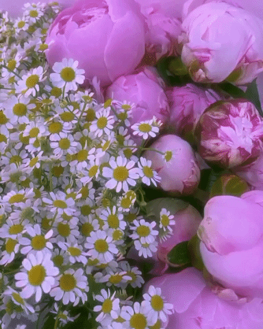 mudurbanflowers daisy peony peonies GIF