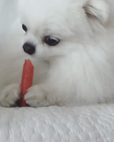 Tiny Pomeranian Snarls While Guarding Tasty Treat