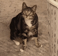 What The F Ruserious GIF by bmoore210