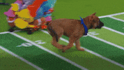 Animal Planet GIF by Puppy Bowl