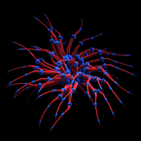 xponentialdesign blue red abstract organic GIF