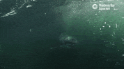 great white shark GIF by Monterey Bay Aquarium