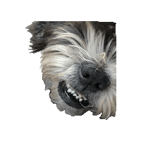 Dog Adopt Me Sticker by Abi Bock