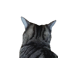 Cats What Sticker