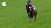 Frankel Horse GIF by World Horse Racing